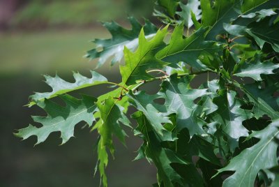 Quercus palustris - dub bahenní - listy